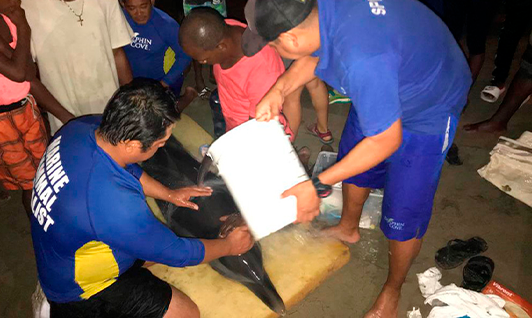 THE DOLPHIN COMPANY AND ITS TALENTED TEAM OF VETERINARIANS RESCUE MARINE LIFE