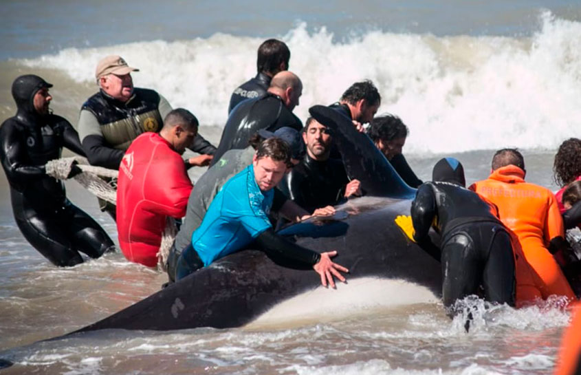 THE MARINE PARK OF GRUPO DOLPHIN IN ARGENTINA ATTENDED A MASSIVE STRANDING OF ORCAS