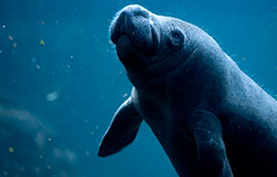 THE DOLPHIN COMPANY WILL DEDICATE SEPTEMBER TO COMMEMORATE THE INTERNATIONAL MANATEE DAY