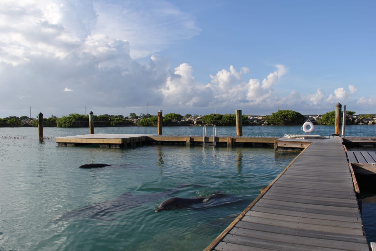 DOLPHIN DISCOVERY ACQUIRES DOLPHIN CONNECTION PARK IN FLORIDA