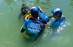 VETERINARIANS FROM DOLPHIN DISCOVERY LOS CABOS SAVE THE LIFE OF A DOLPHIN CAUGHT IN A FISHING NET