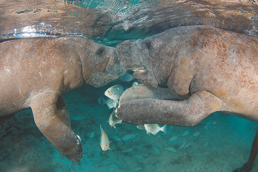 DOLPHIN DISCOVERY CELEBRATES THE INTERNATIONAL MANATEE DAY