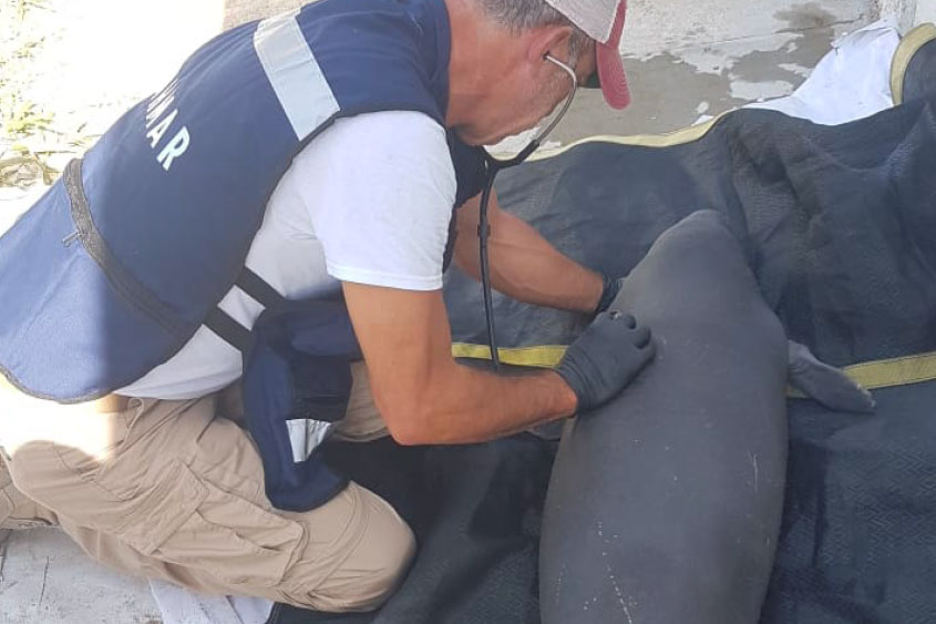 DOLPHIN DISCOVERY PARTICIPATES IN THE RESCUE PLAN FOR THE MANATEES IN TABASCO