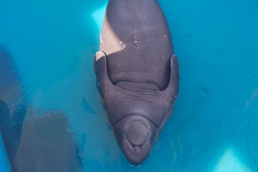 DOLPHIN DISCOVERY PARTICIPATES IN THE RESCUE PLAN FOR THE MANATEES IN TABASCO