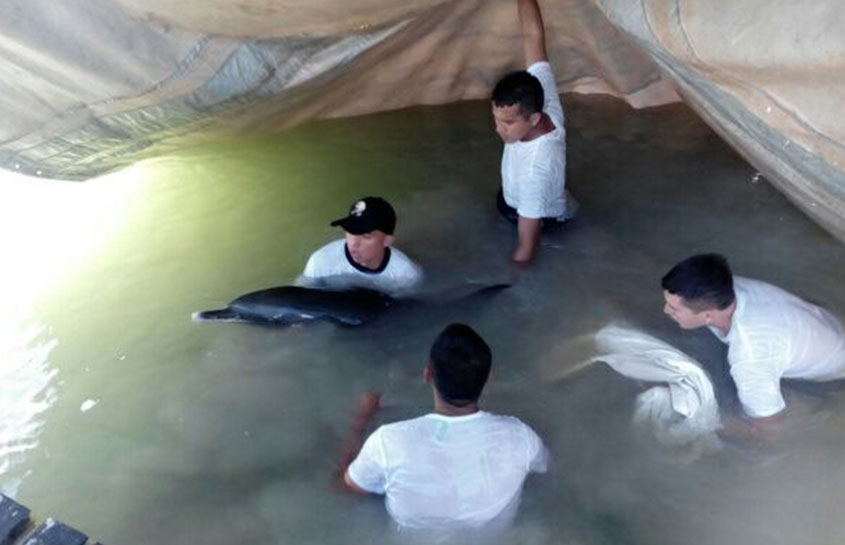 RESCUE OF A STRANDED DOLPHIN IN THE YUCATAN BEACHES