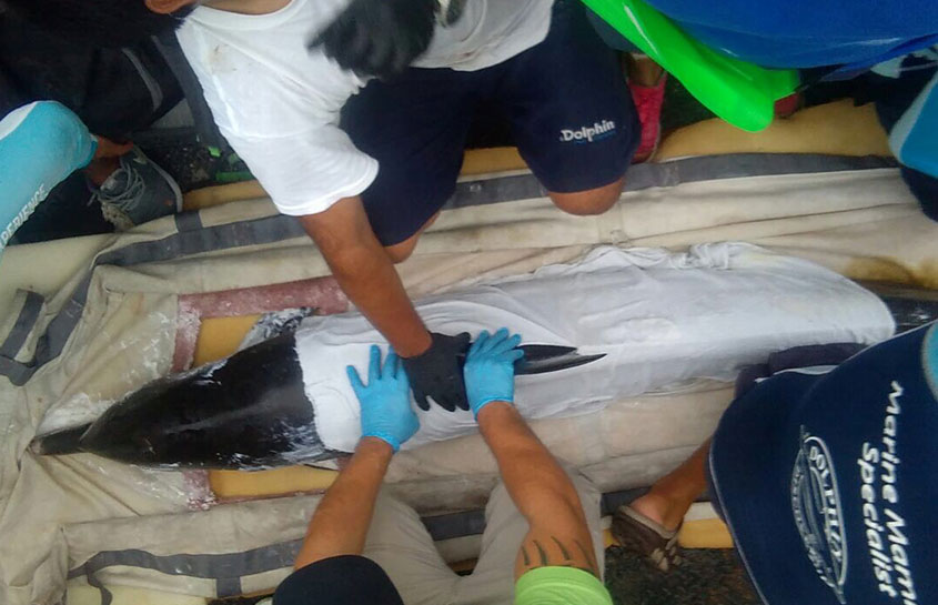 RESCUE OF A STRANDED DOLPHIN IN THE YUCATAN BEACHES