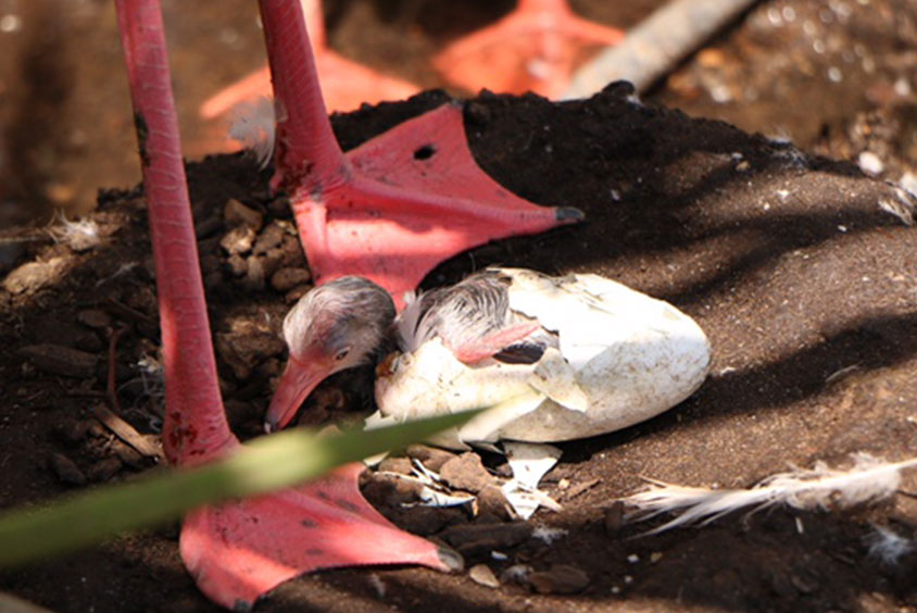 THE FIRST BREEDING OF DWARF FLAMINGO IS BORN IN ZOOMARINE