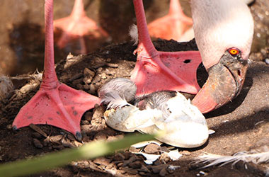 THE FIRST BREEDING OF DWARF FLAMINGO IS BORN IN ZOOMARINE