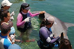 DOLPHIN GROUP CARRIED OUT FOR THE FIRST TIME A TRAINING PROGRAM TO THE HOLBOX ISLAND VARAMENTS NETWORK