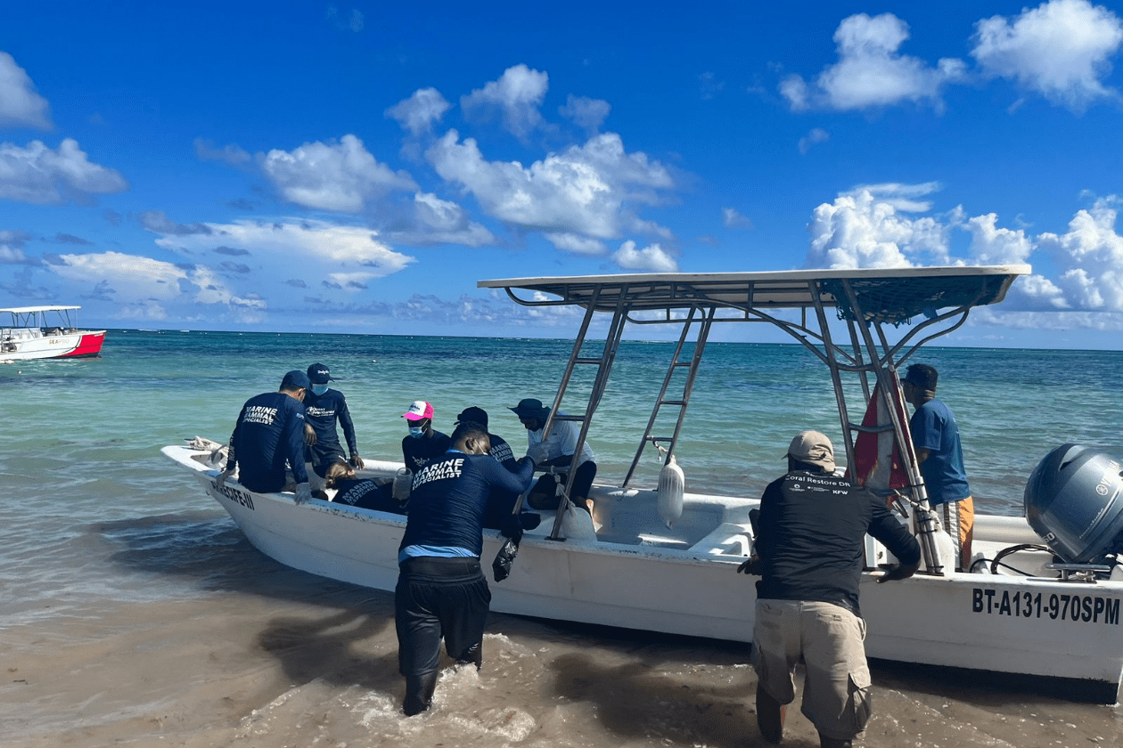 DOLPHIN DISCOVERY PUNTA CANA 
							REHABILITATES DISORIENTED WILD DOLPHIN