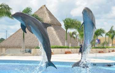 
					THE BEST ACTIVITIES IN PUNTA CANA ONLY AT DOLPHIN DISCOVERY