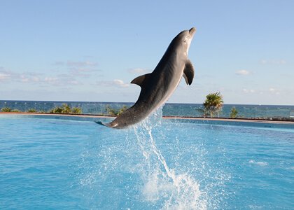 Dolphin Akumal