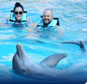 Swim with Dolphins in Vallarta