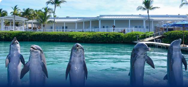 Dolphins in Florida Keys habitat experience