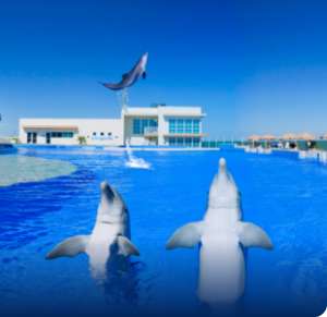 Dolphins in Marineland habitat experience