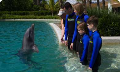 Dolphin Encounter 