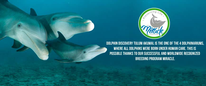 Dolphin Discovery Tulum - Akumal