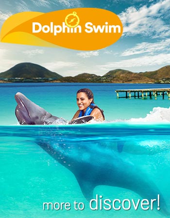 Dolphin Swim Program
