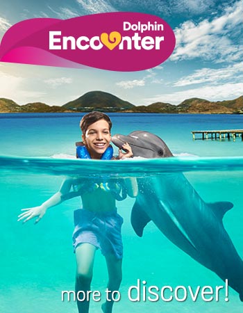 Dolphin Encounter Program