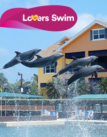 Dolphin Lovers Swim Program
