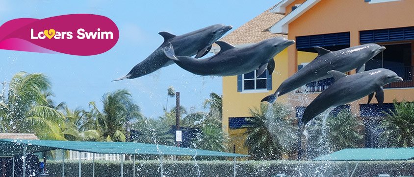 Dolphin Lovers Swim Program