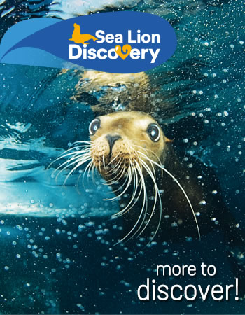 Sea Lion Discovery Program