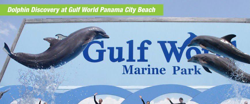 Gulf World Swim With Dolphins Activities By Dolphin Discovery
