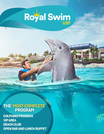 Royal Swim Program