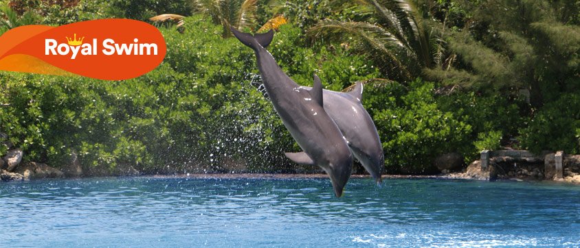Dolphin Royal Swim Program