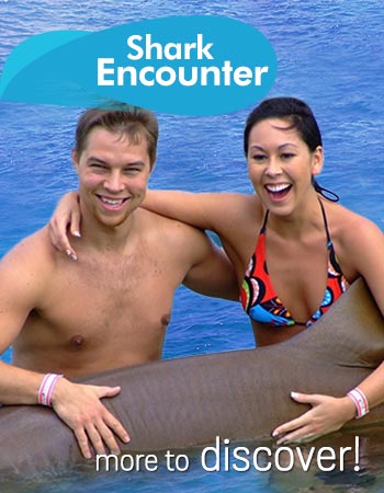 Shark Encounter Program