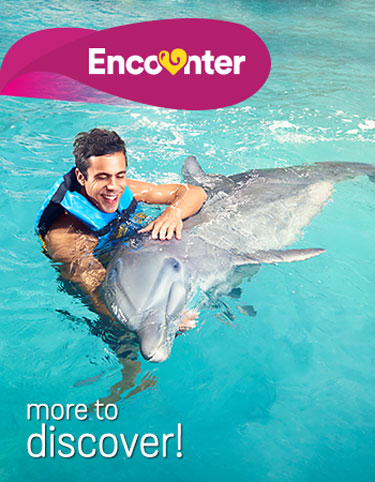 Dolphin Encounter Program