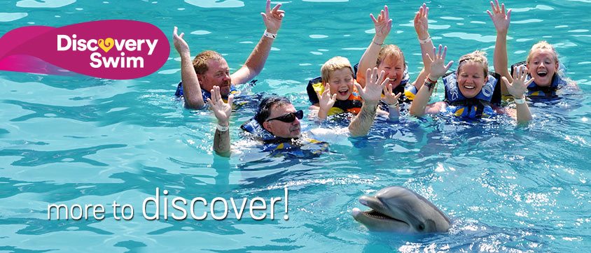 Dolphin Discovery Swim Program
